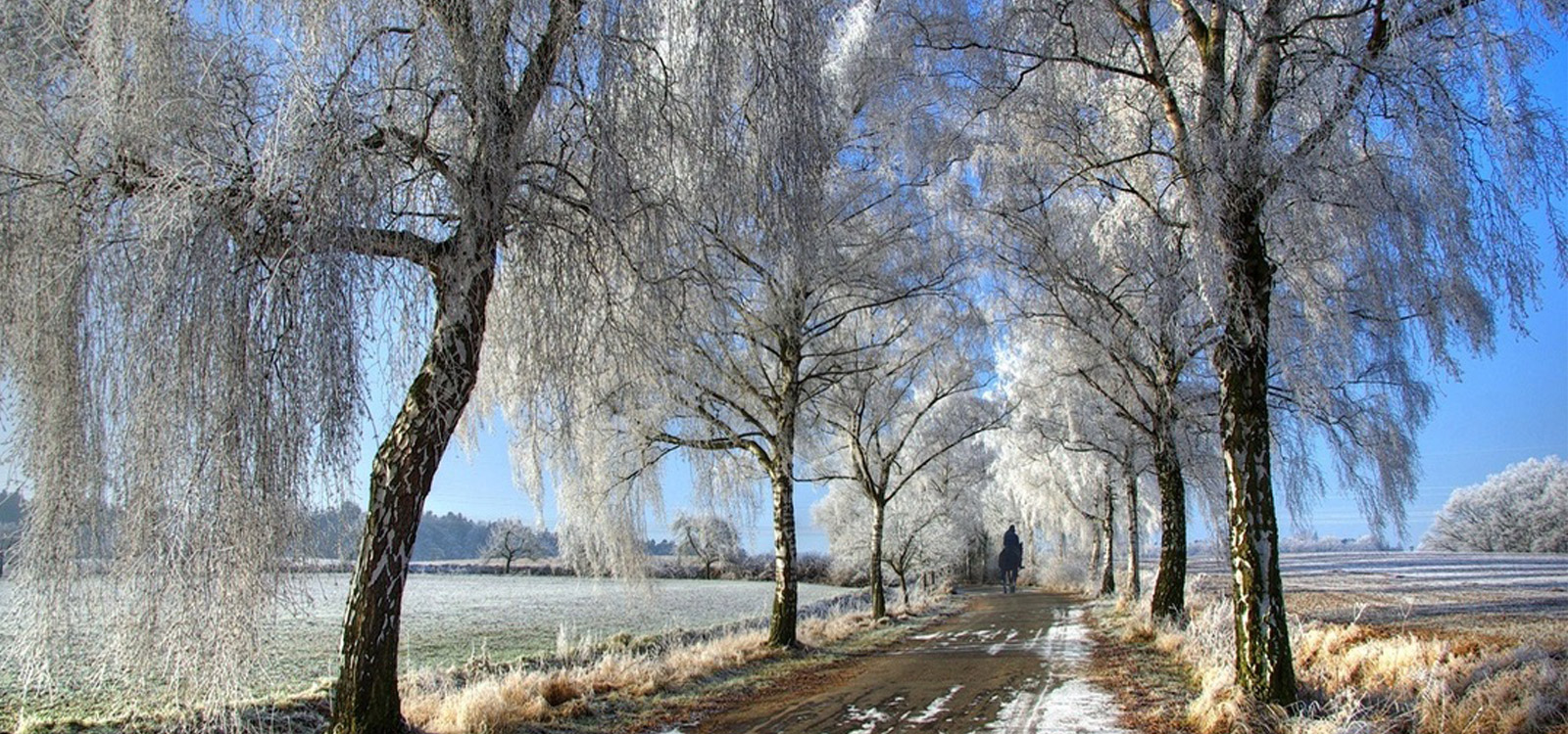Trees in winter with ice