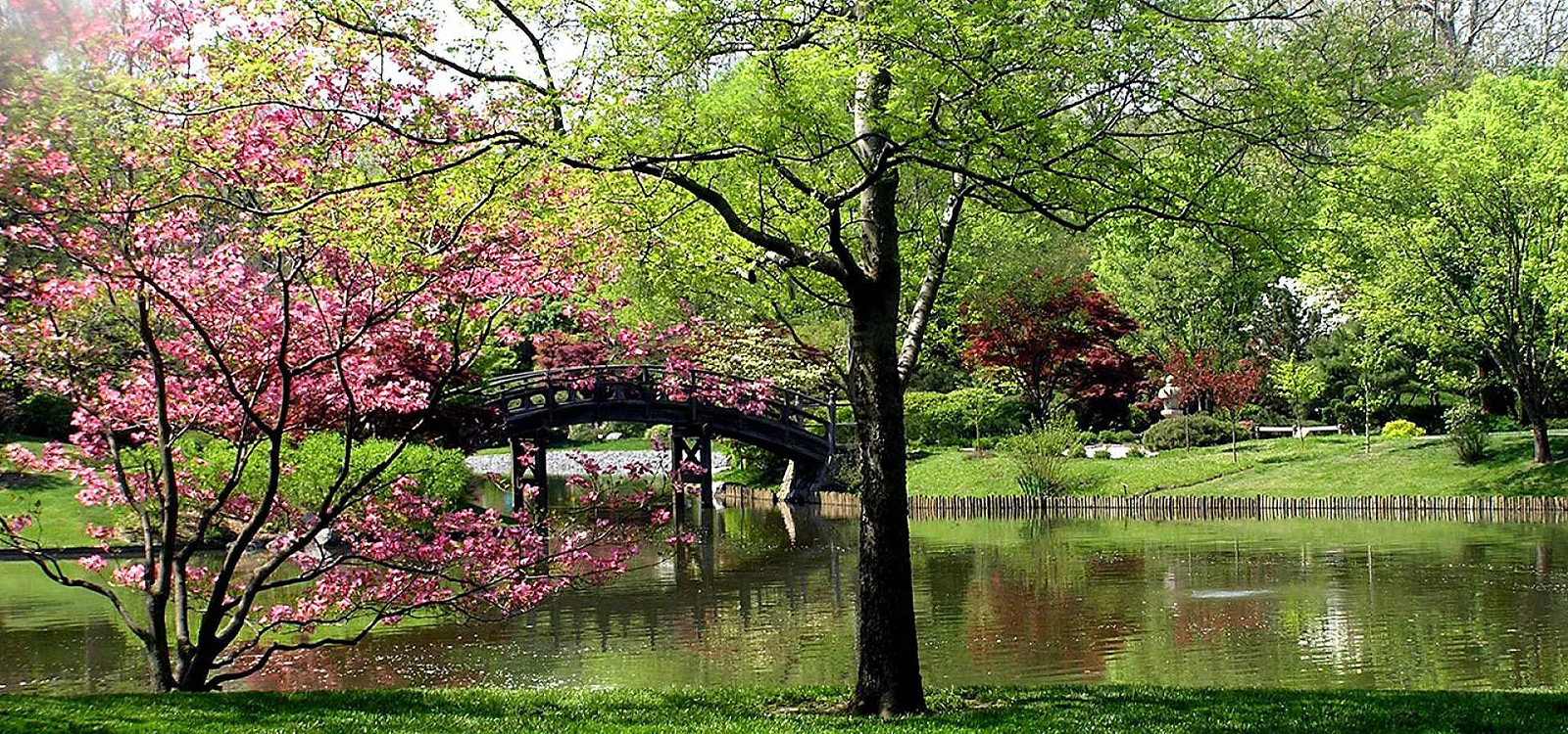 spring pond and trees