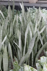 Plant of the Month Dec 2022