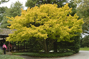 Japanese Maple December 2023 Plant of the Month