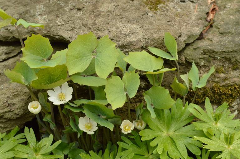 Jeffersonia diphylla April 2024 Plant of the Month