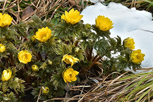 Adonis March 2024 Plant of the Month