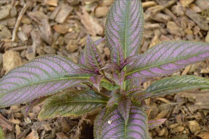 gardening notes for July 2025