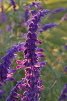 Gardening Notes August 2025