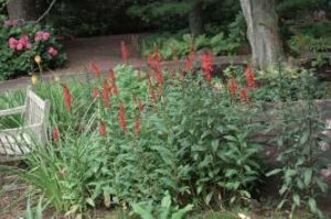 Lobelia cardinalis plant of the month