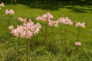 Lycoris plant
