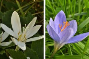 flowers for gardening notes oct 2025