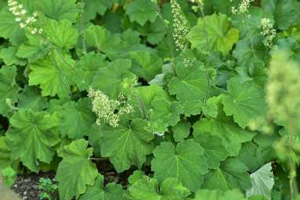 Heuchera sanguinea