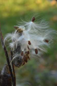 The seeds of Asclepias syriaca