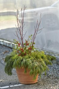 December gardening notes