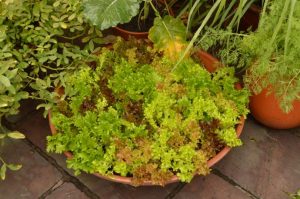 Gardening Notes for Jan 2026