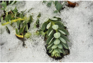 Plant of the Month January 2026