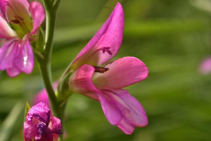 Hardy Gladiolus flower Garden Club of NJ Gardening Notes May 2026