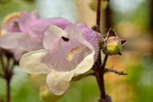 Penstemon digitalis garden club of nj notes 