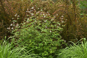 Garden Club of NJ plant of the moth Bowmans Root