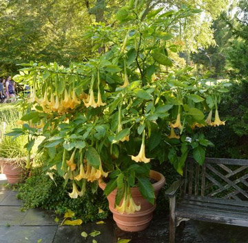 Gardening notes for July 2026 Garden Club of NJ