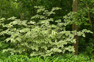 Orixa japonica Pearl Frost’