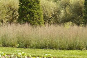 Schizachyrium august 2026 plant of the month GCNJ