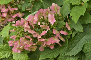gardening notes for August 2026 GCNJ