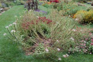 September gardening notes image of plant. Garden Club of NJ