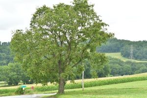 September 2026 plant of the month Celtis