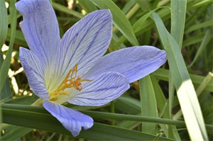 flower gardening notes oct 2026