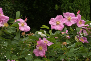 October 2026 plant of the month Rosa blanda